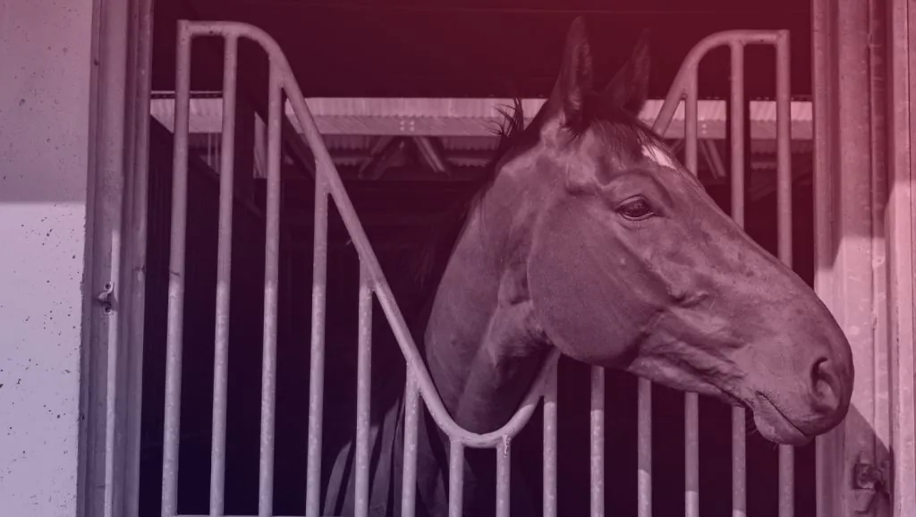 horse in stable